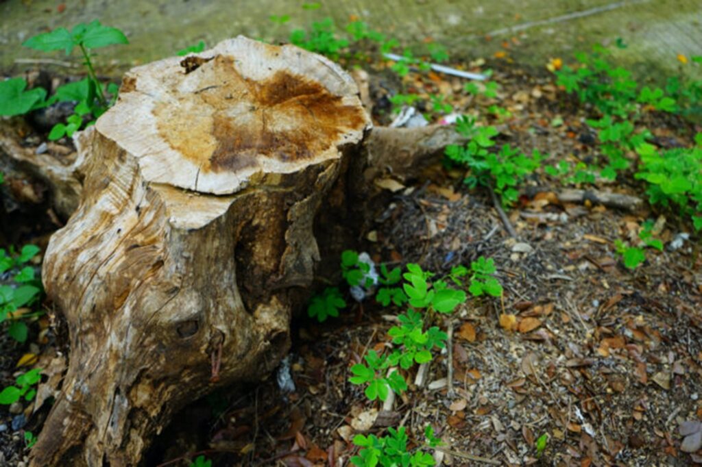 Why Remove a Tree Stump?